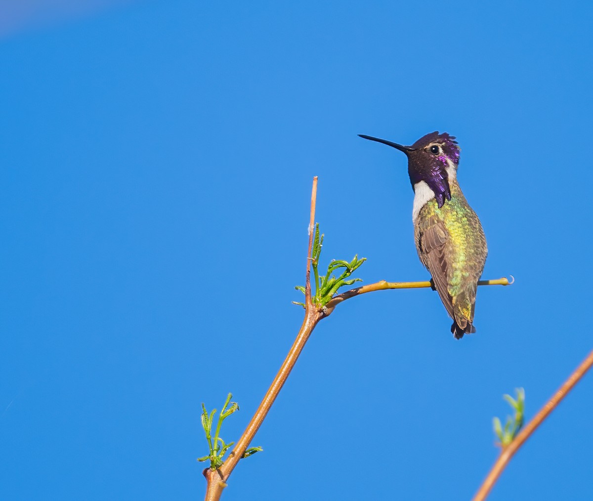 Colibrí de Costa - ML617565452