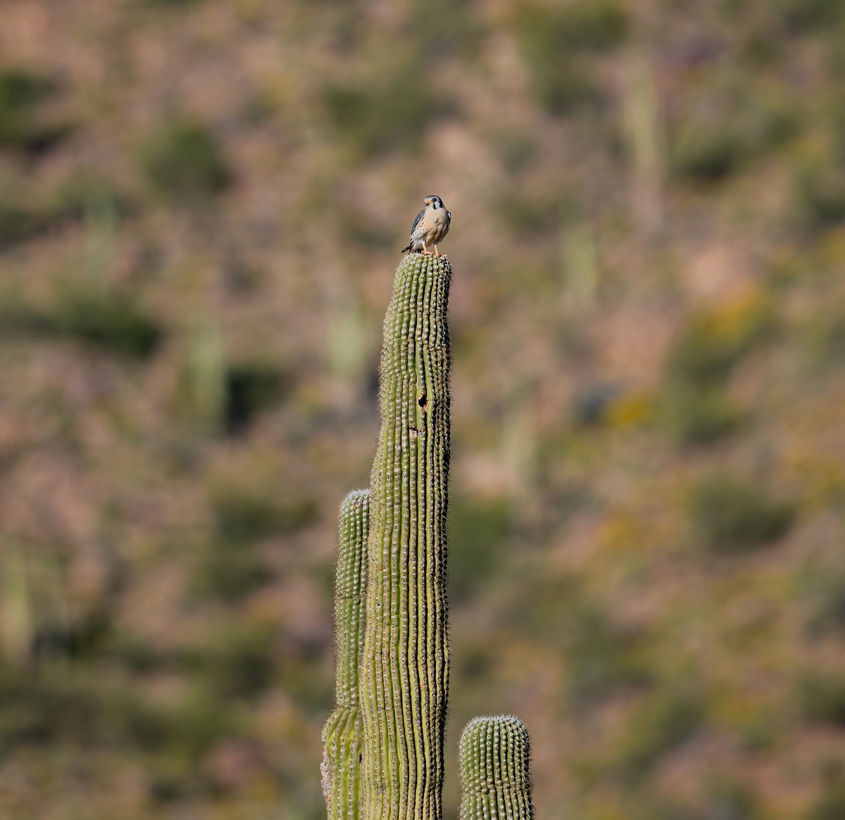 American Kestrel - ML617565464