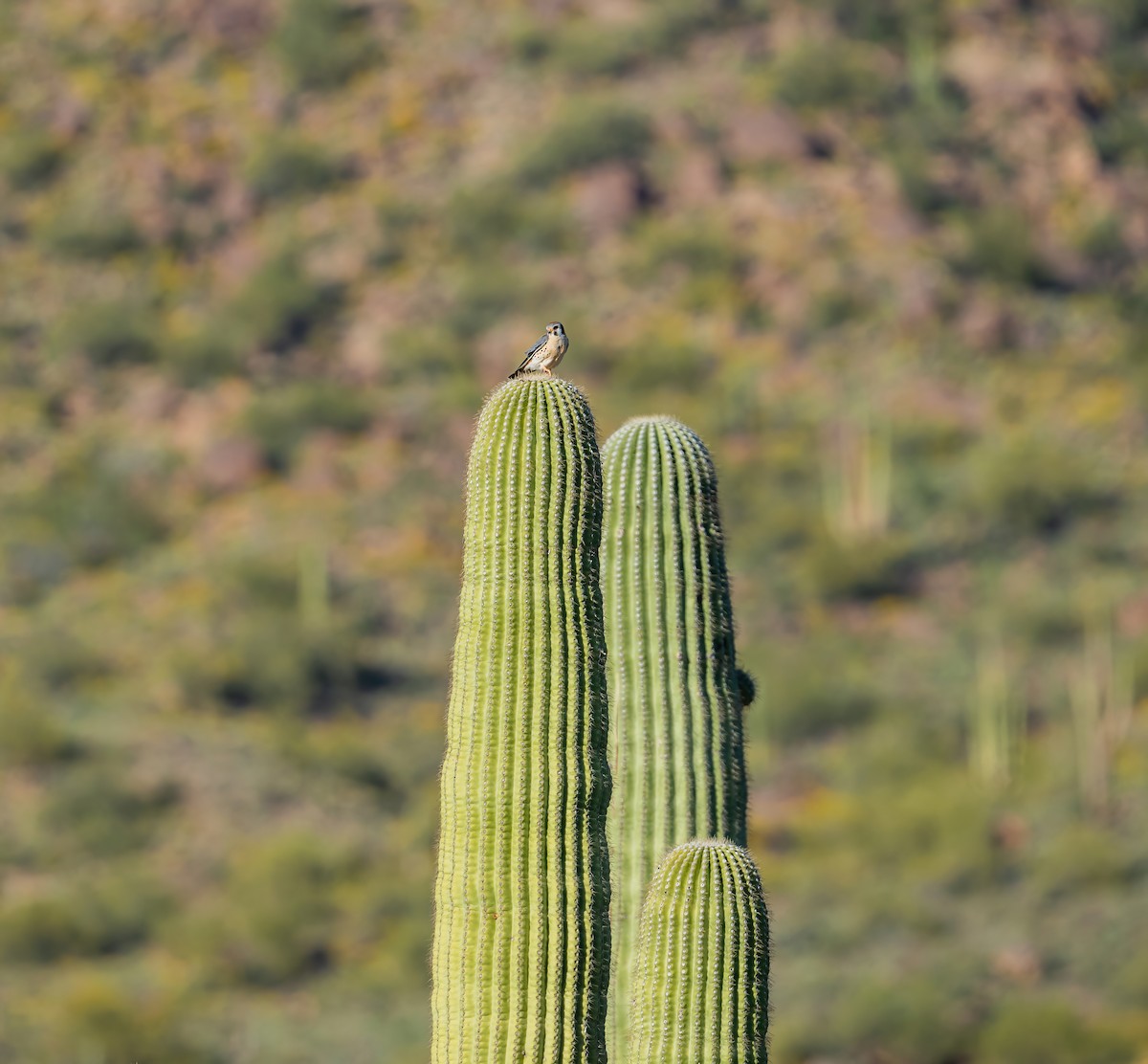 American Kestrel - ML617565465