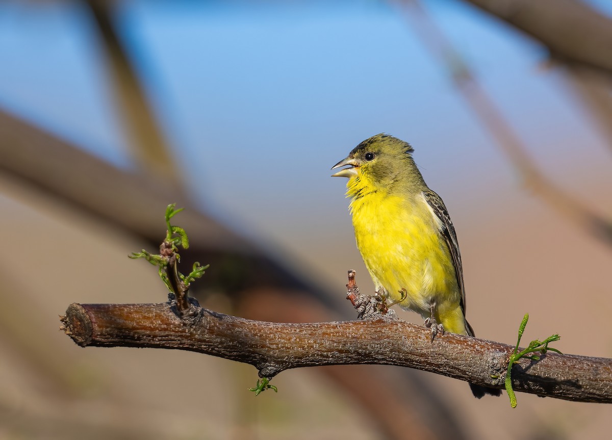 Lesser Goldfinch - ML617565475