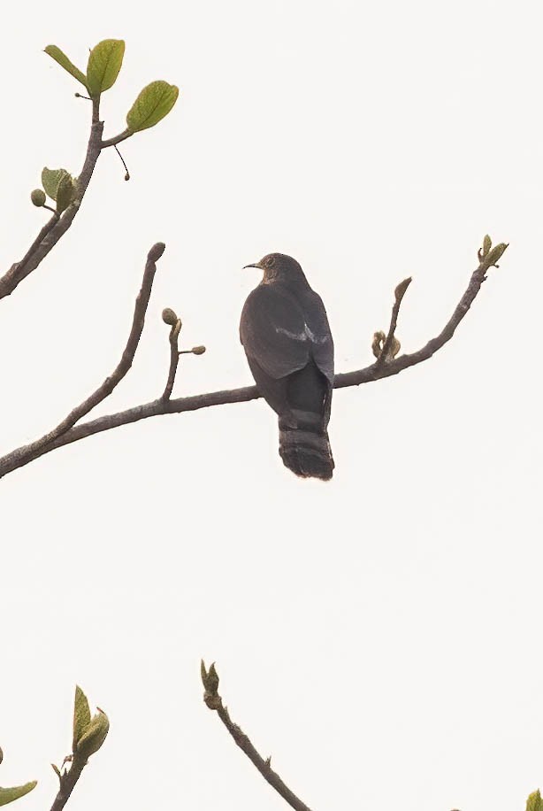 Hodgson's Hawk-Cuckoo - Neeraja V