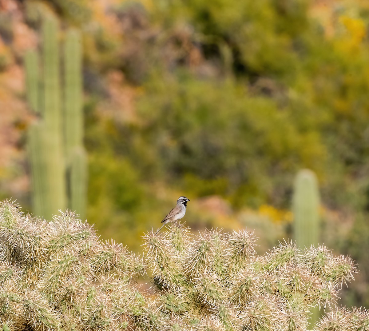 Black-throated Sparrow - ML617565549