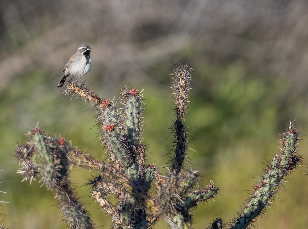 Black-throated Sparrow - Leah Turner