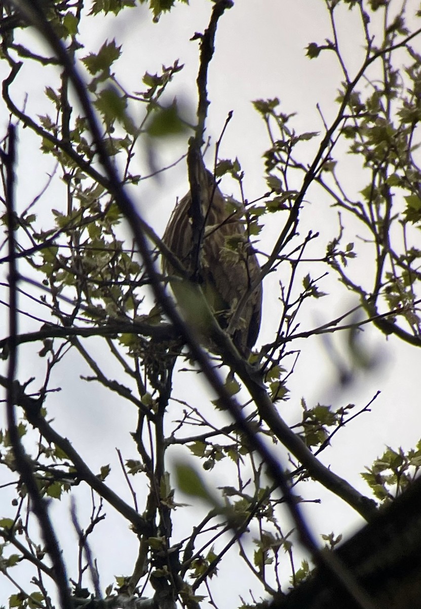 American Bittern - ML617565568