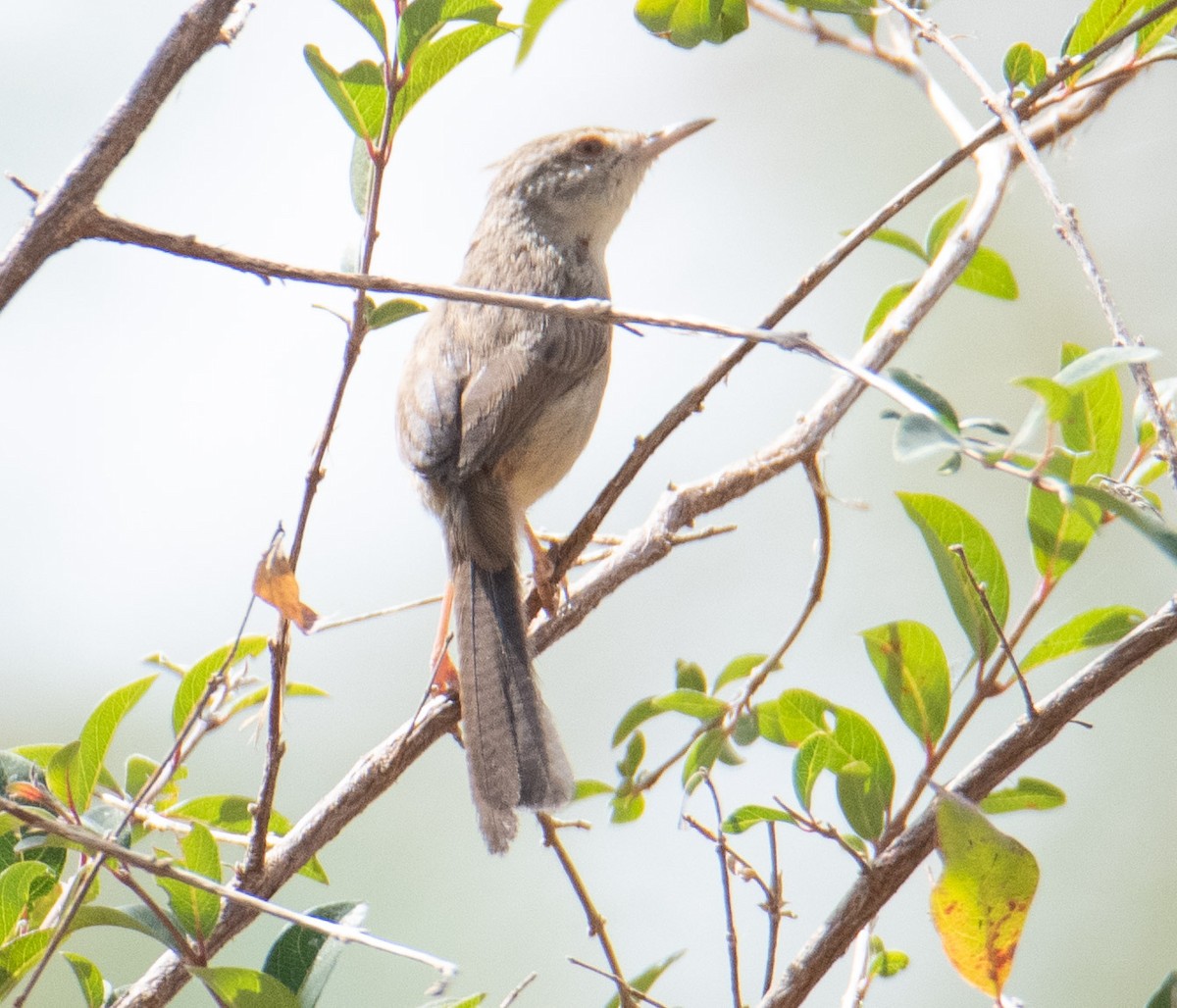 Graceful Prinia - ML617565574