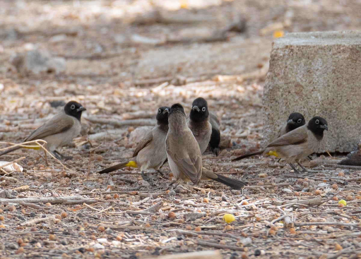 bulbul arabský - ML617565581