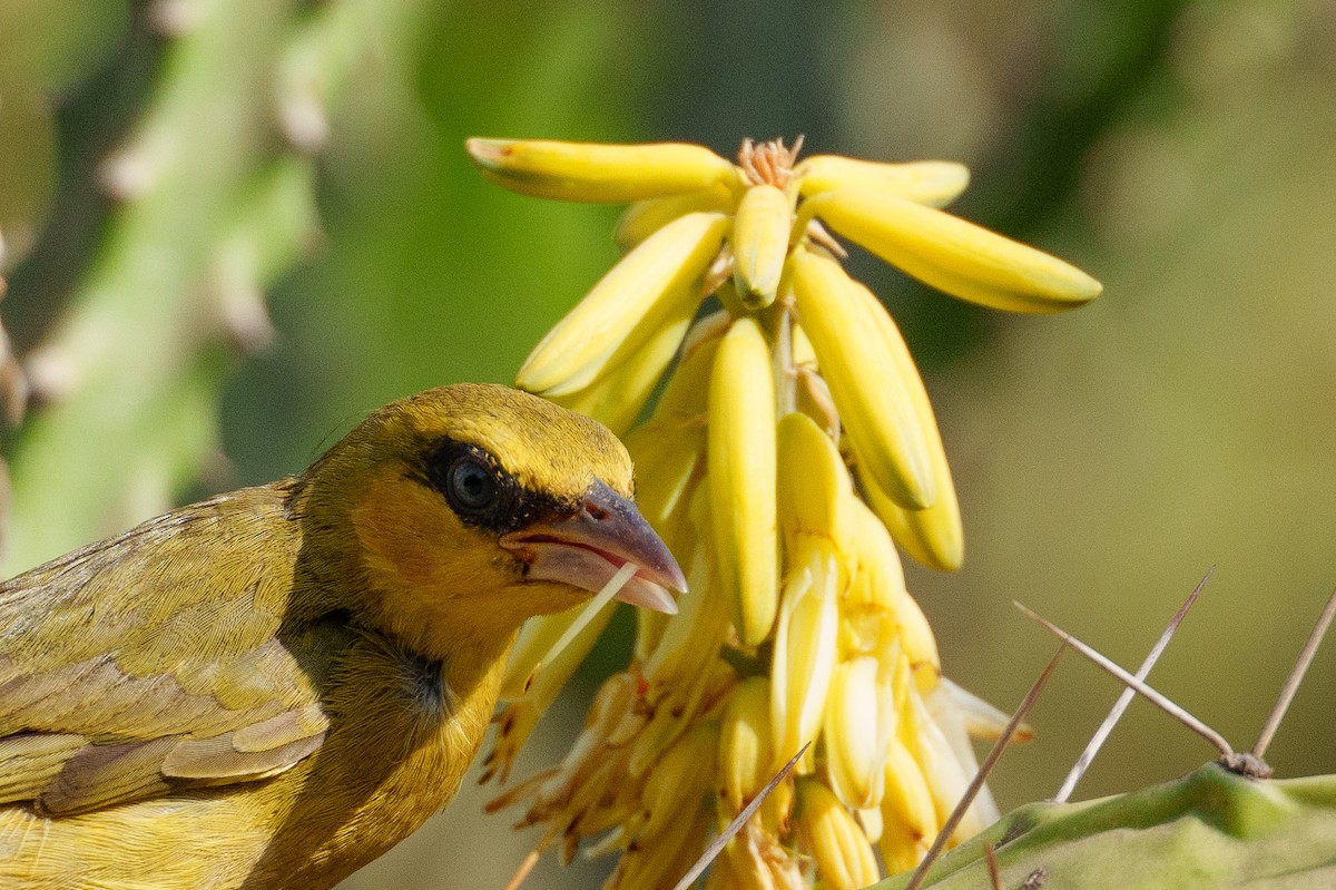 Tejedor Cuellinegro (brachypterus) - ML617565618