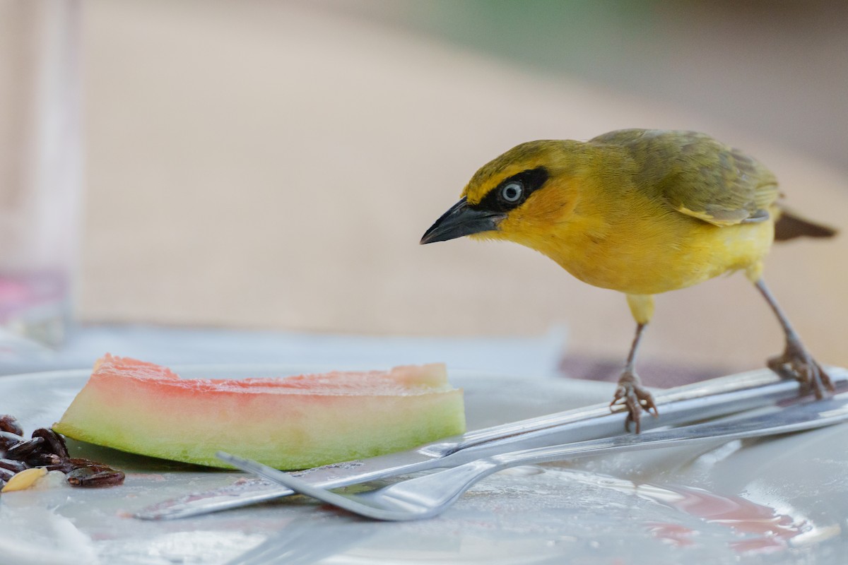 Olive-naped Weaver - ML617565622