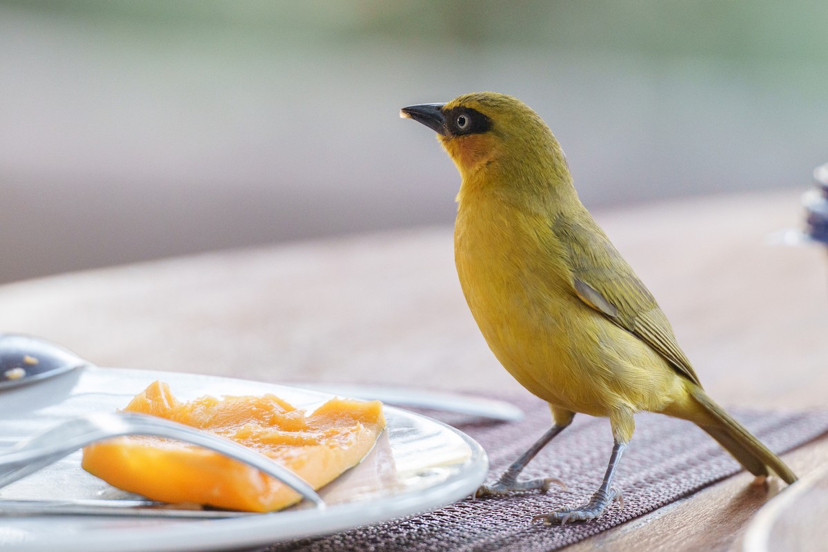 Olive-naped Weaver - ML617565624