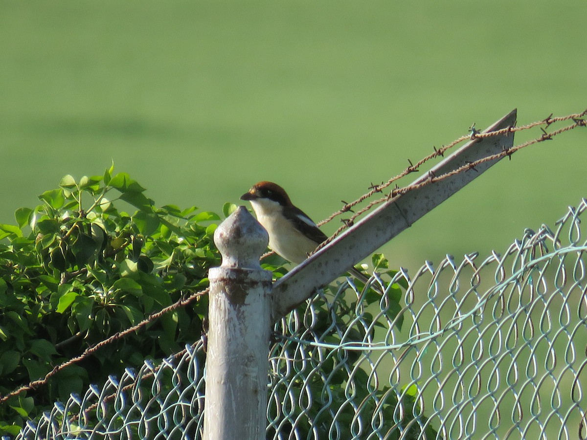 Woodchat Shrike (Balearic) - ML617565662