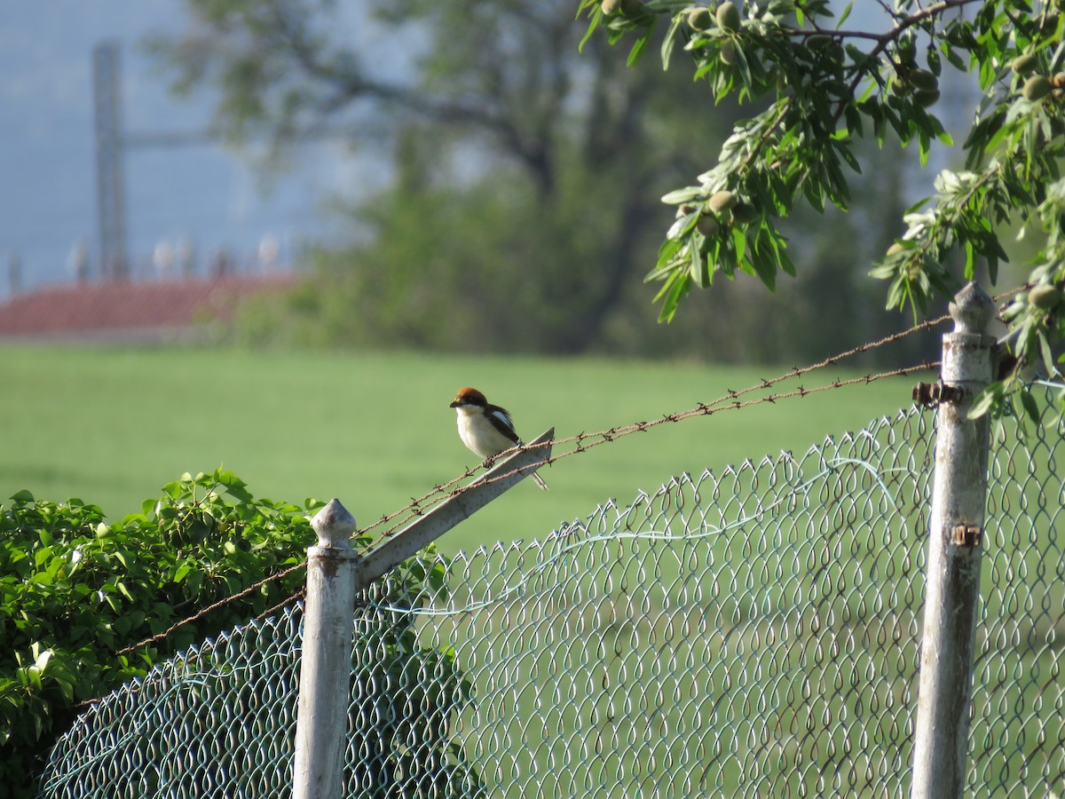 Woodchat Shrike (Balearic) - ML617565663