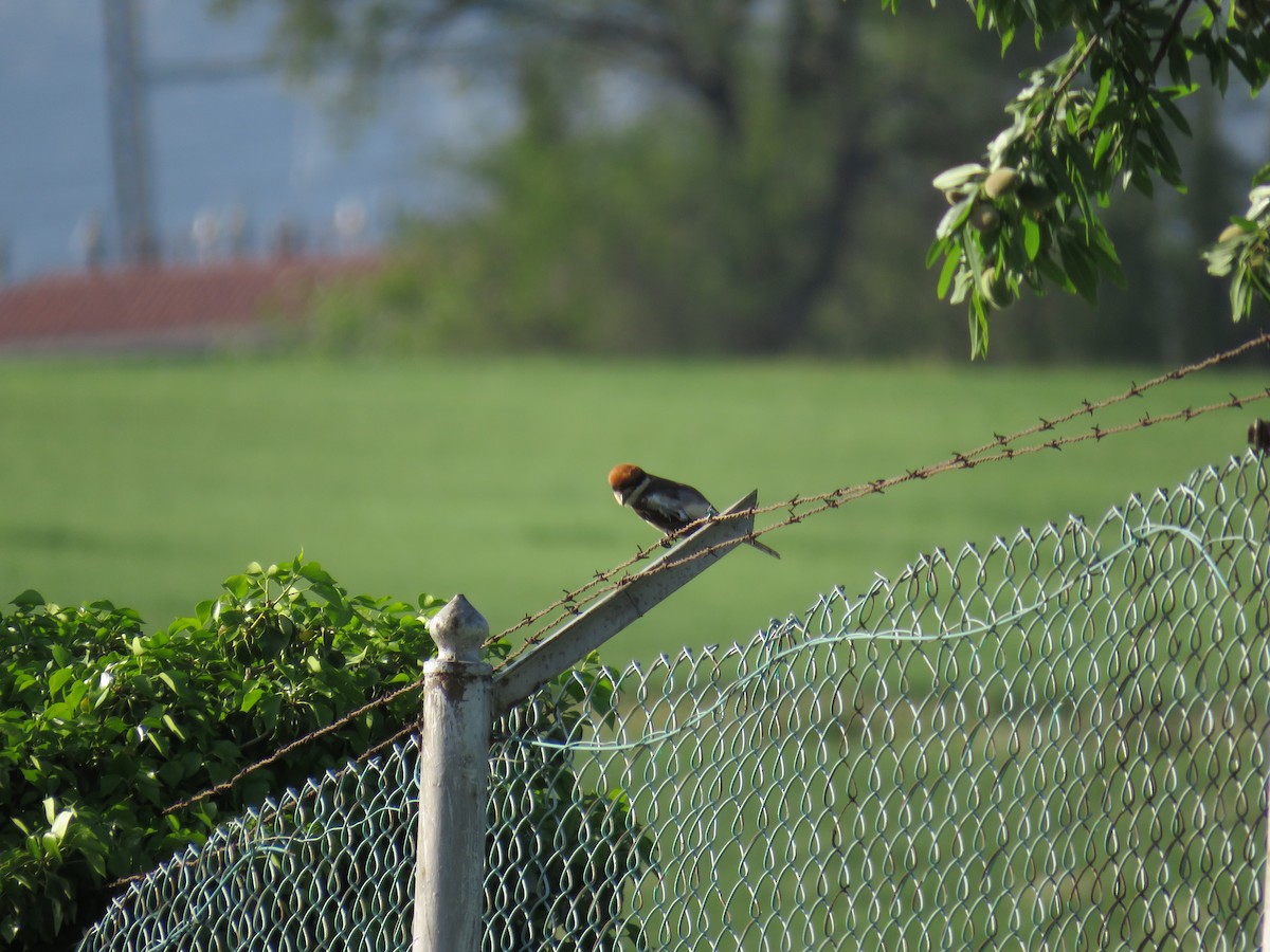 Woodchat Shrike (Balearic) - ML617565664