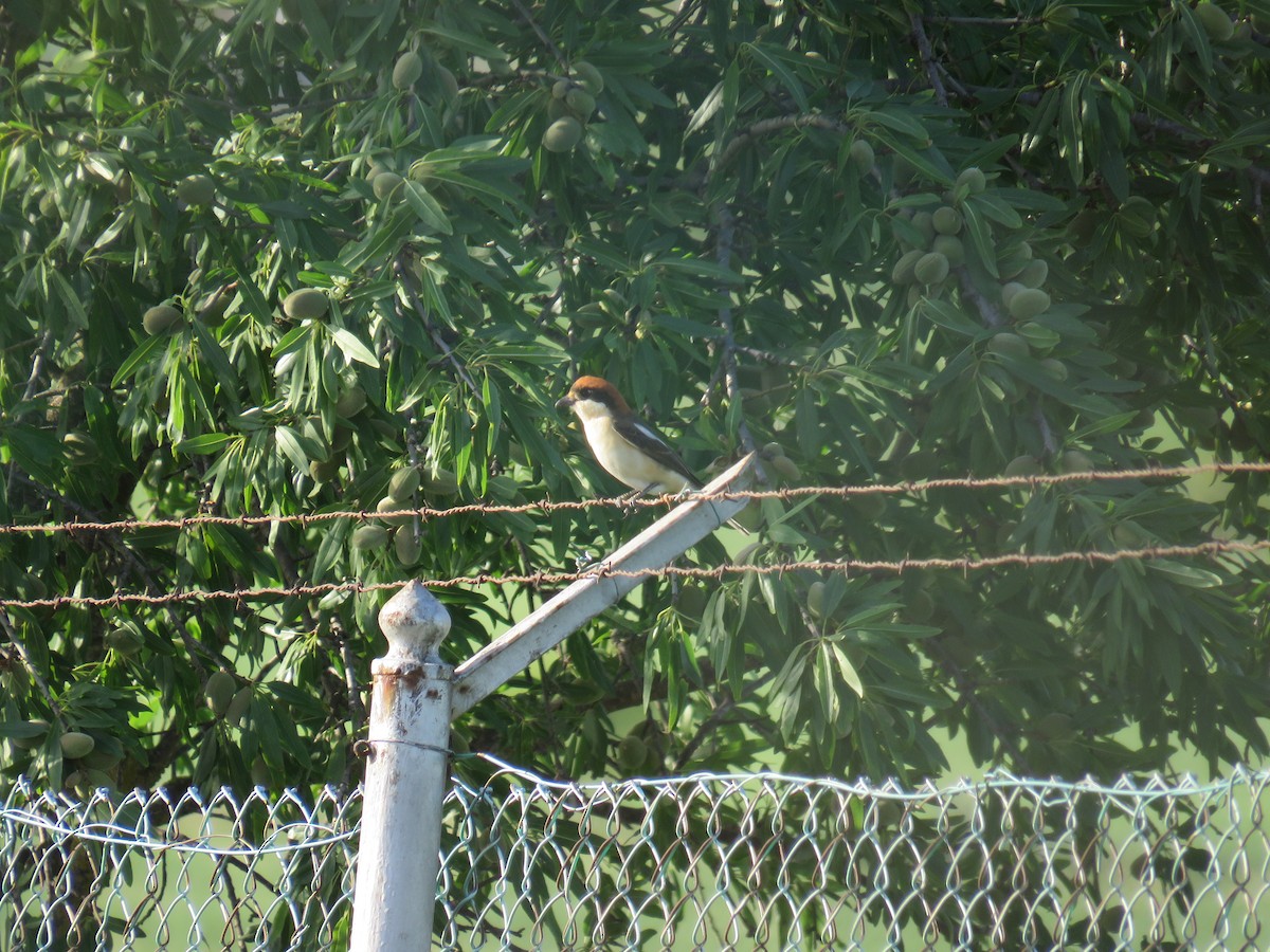 Woodchat Shrike (Balearic) - ML617565665