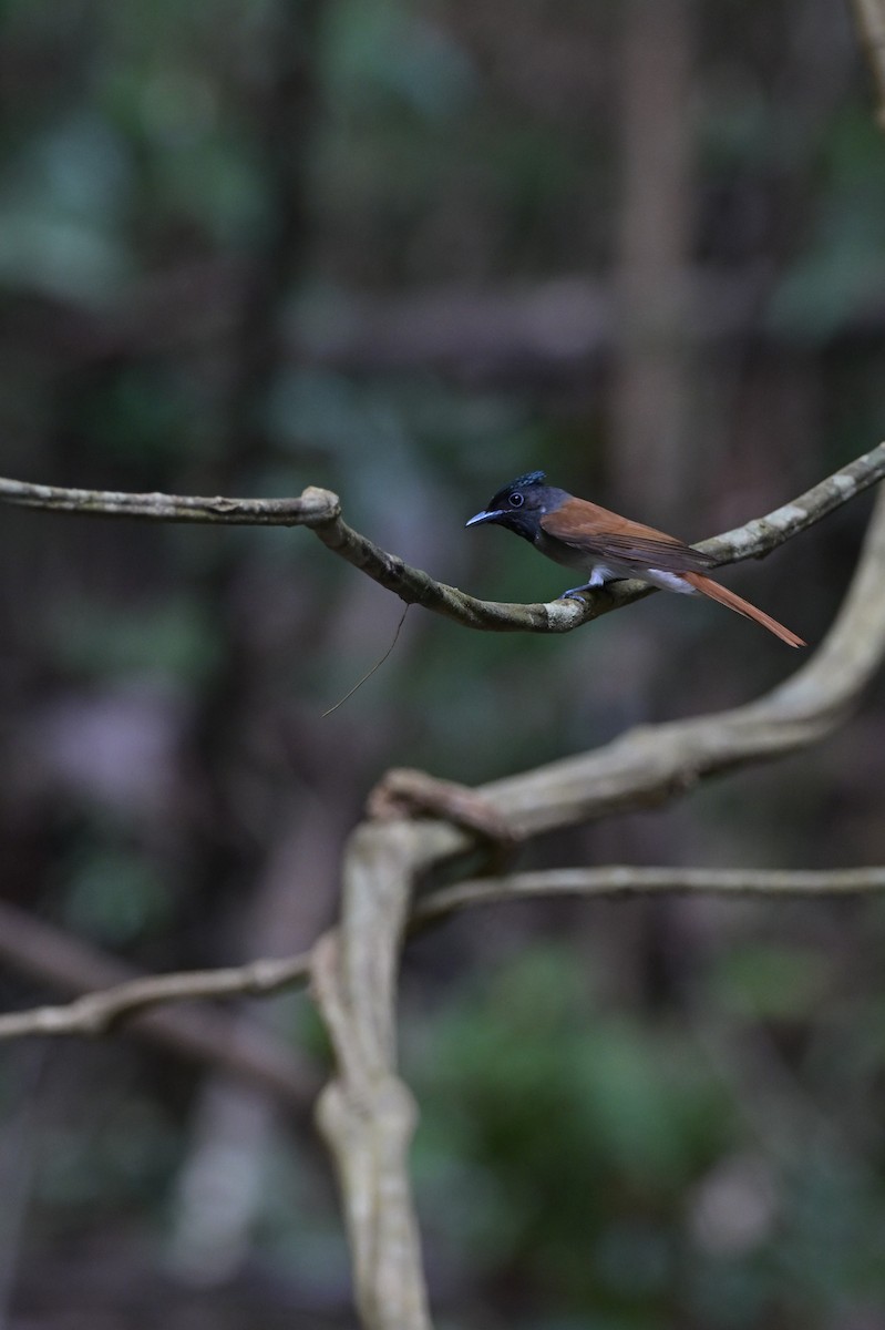 Amur/Blyth's Paradise-Flycatcher - ML617565670