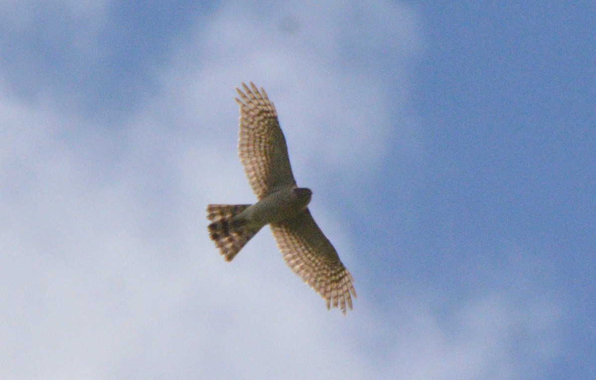 Eurasian Sparrowhawk - ML617565674