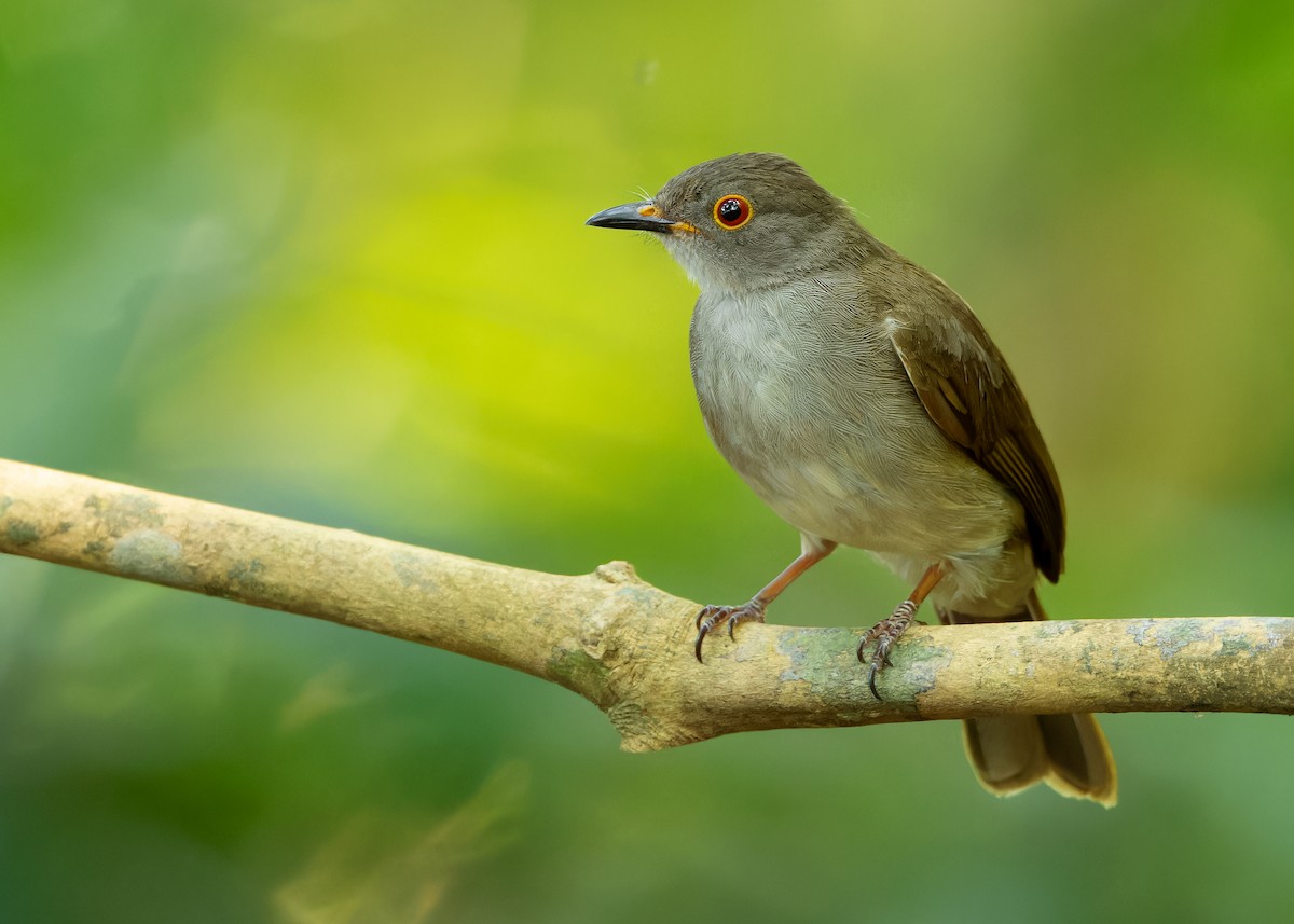 Spectacled Bulbul - ML617565678