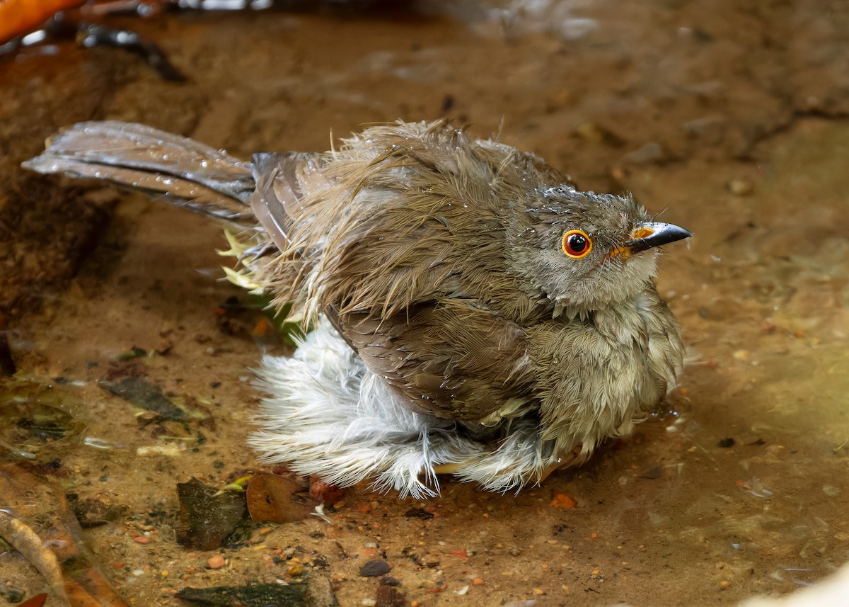 Spectacled Bulbul - ML617565679