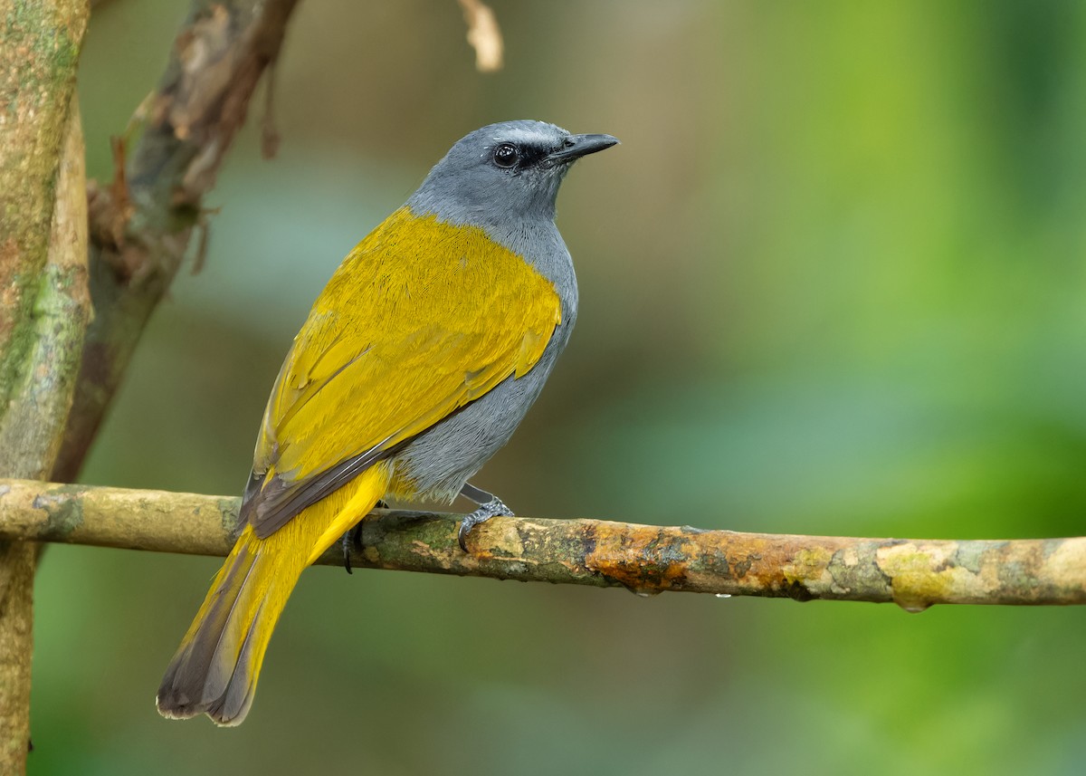 Gray-bellied Bulbul - ML617565699