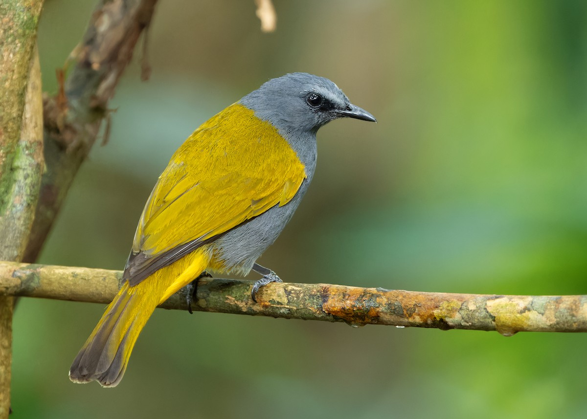 Gray-bellied Bulbul - ML617565701