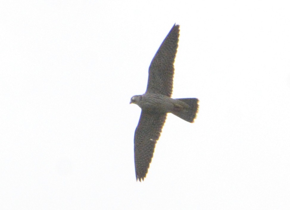 Peregrine Falcon - ML617565749