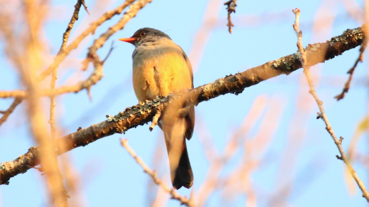 Abyssinian Thrush - ML617565798