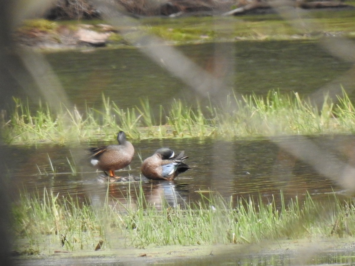 Blue-winged Teal - ML617565832