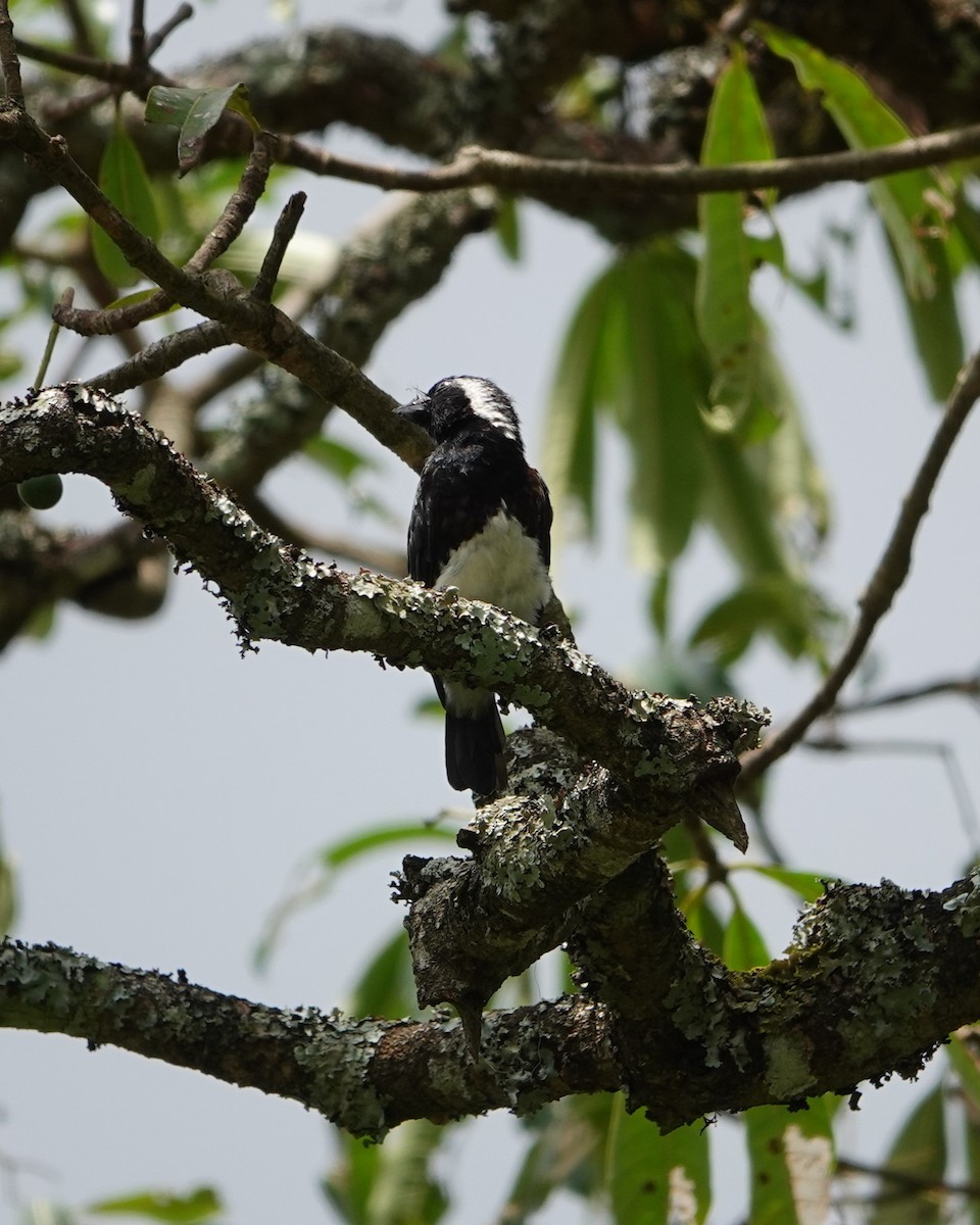 White-eared Barbet - ML617565858