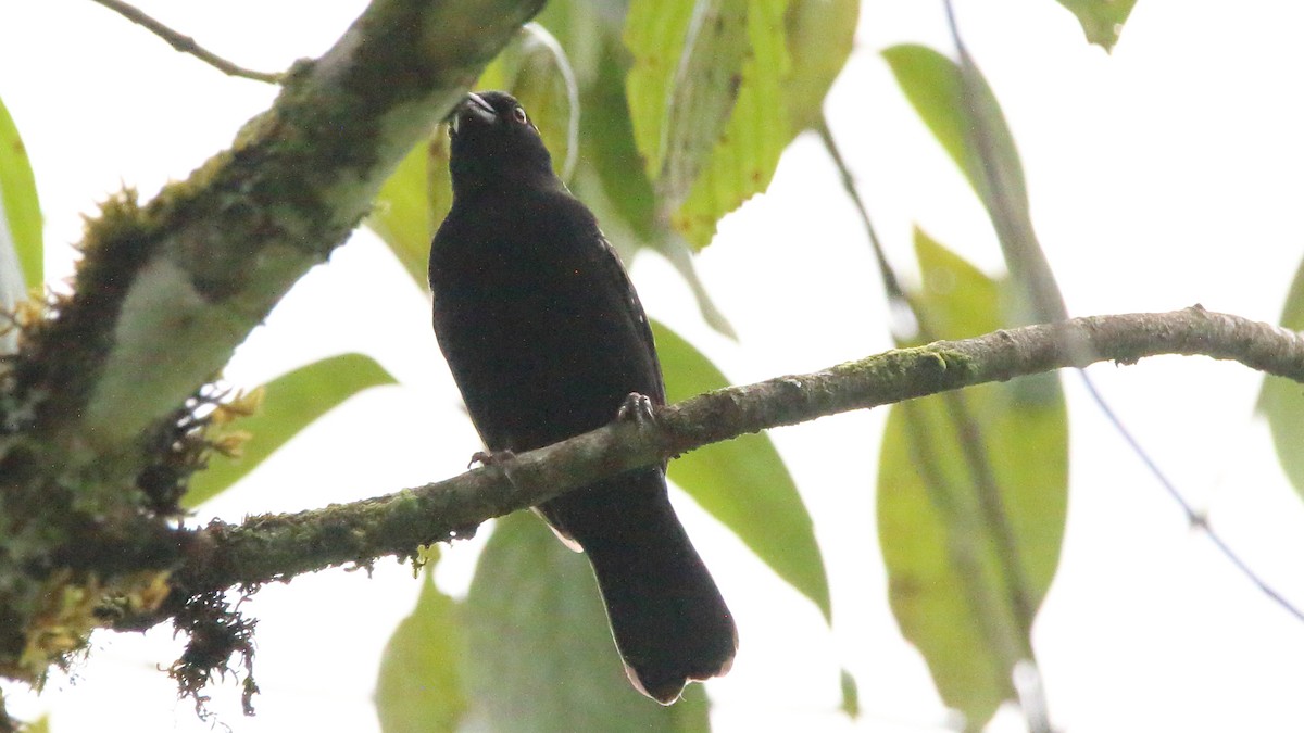 Gray-headed Nigrita - Rick Folkening