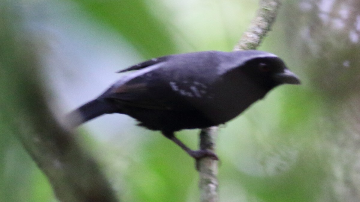 Gray-headed Nigrita - Rick Folkening