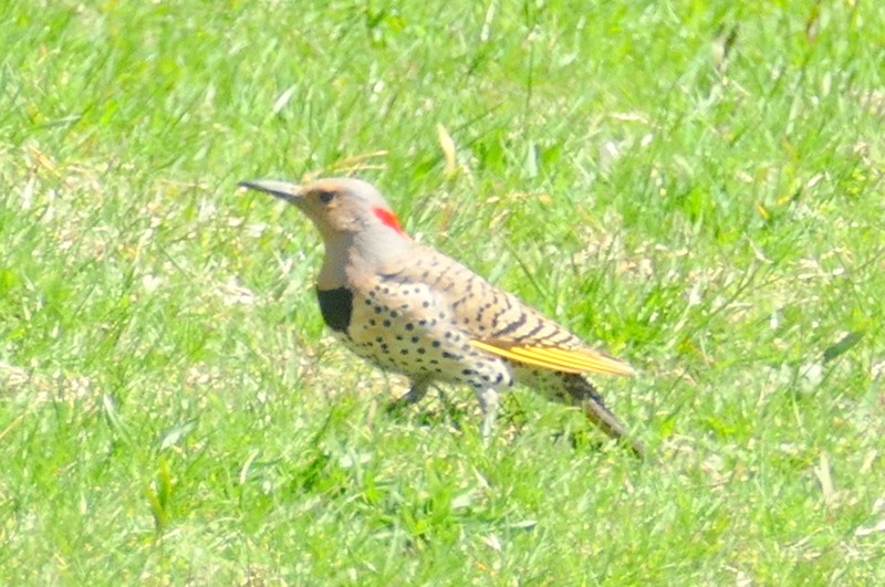 Northern Flicker - ML617565884