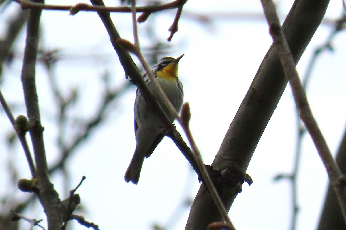 Yellow-throated Warbler - Peter & Jane Wolfe