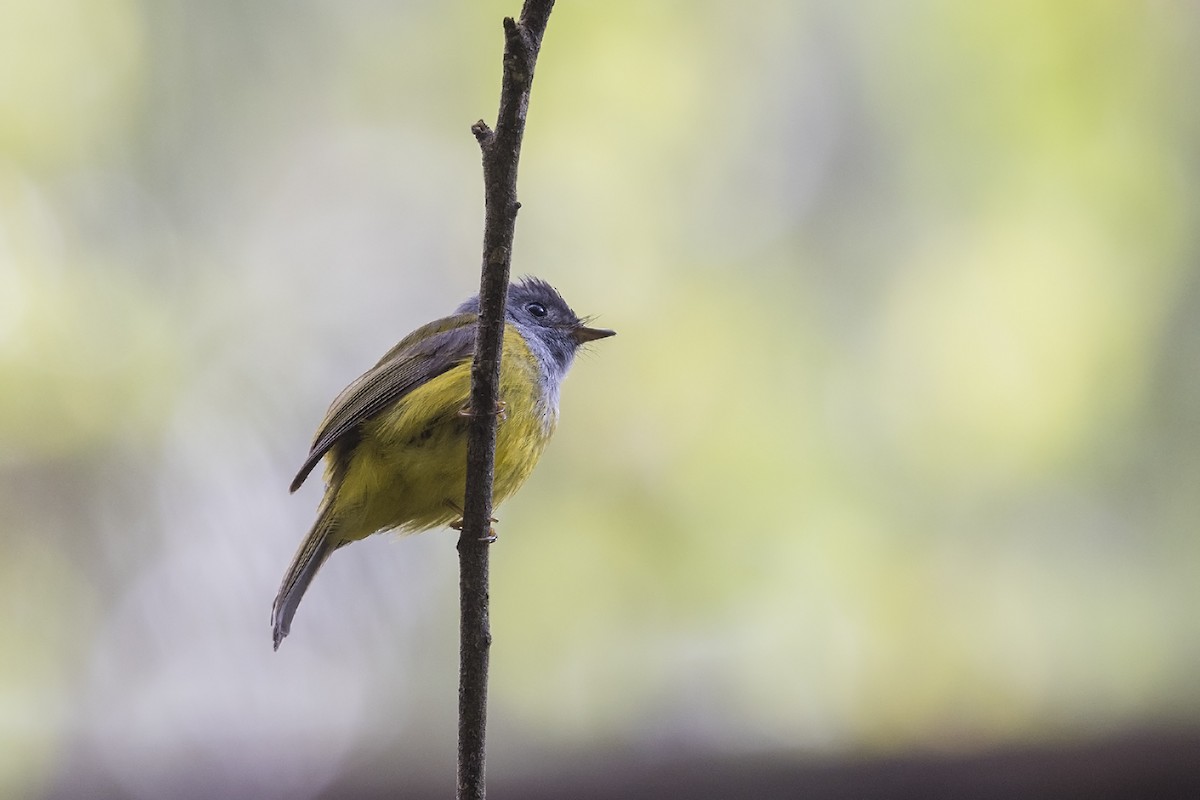 Gray-headed Canary-Flycatcher - ML617565908