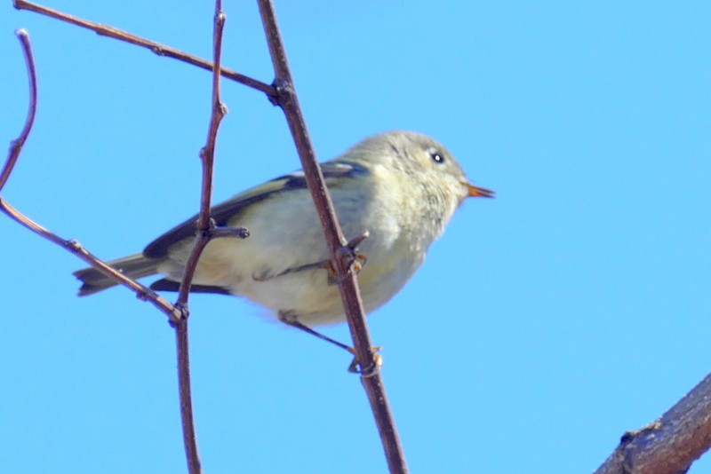 Ruby-crowned Kinglet - Brad Woodward