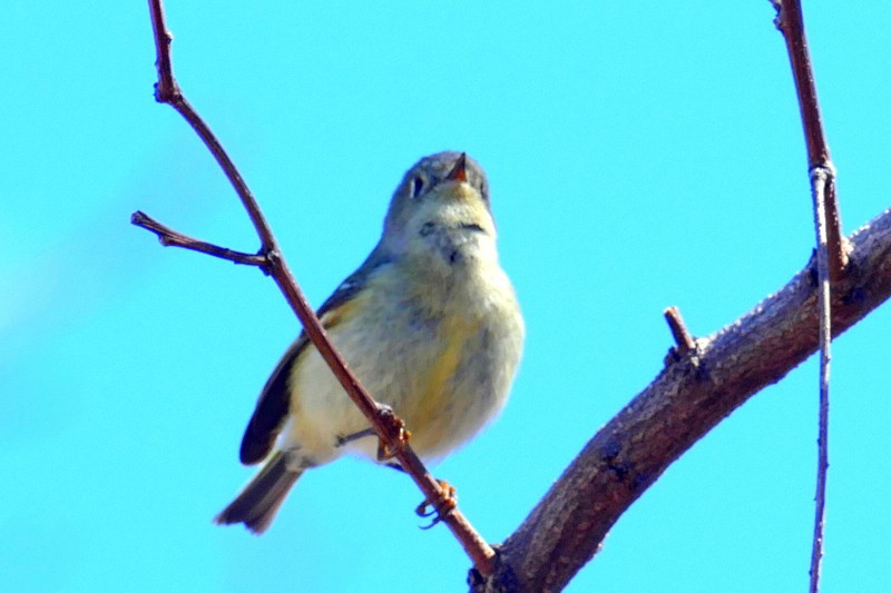 Ruby-crowned Kinglet - Brad Woodward