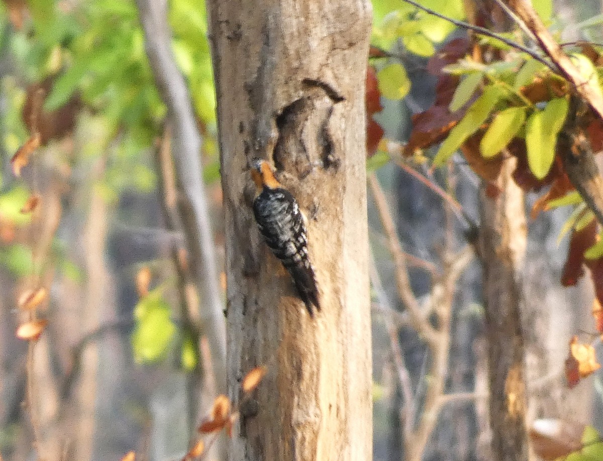 Rufous-bellied Woodpecker - ML617565924