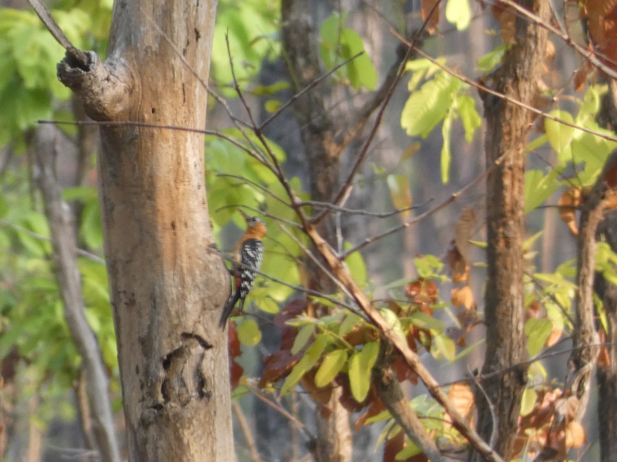 Rufous-bellied Woodpecker - ML617565928