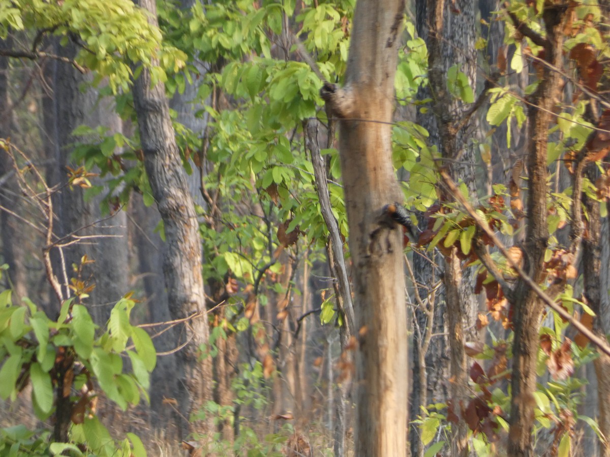 Rufous-bellied Woodpecker - ML617565929