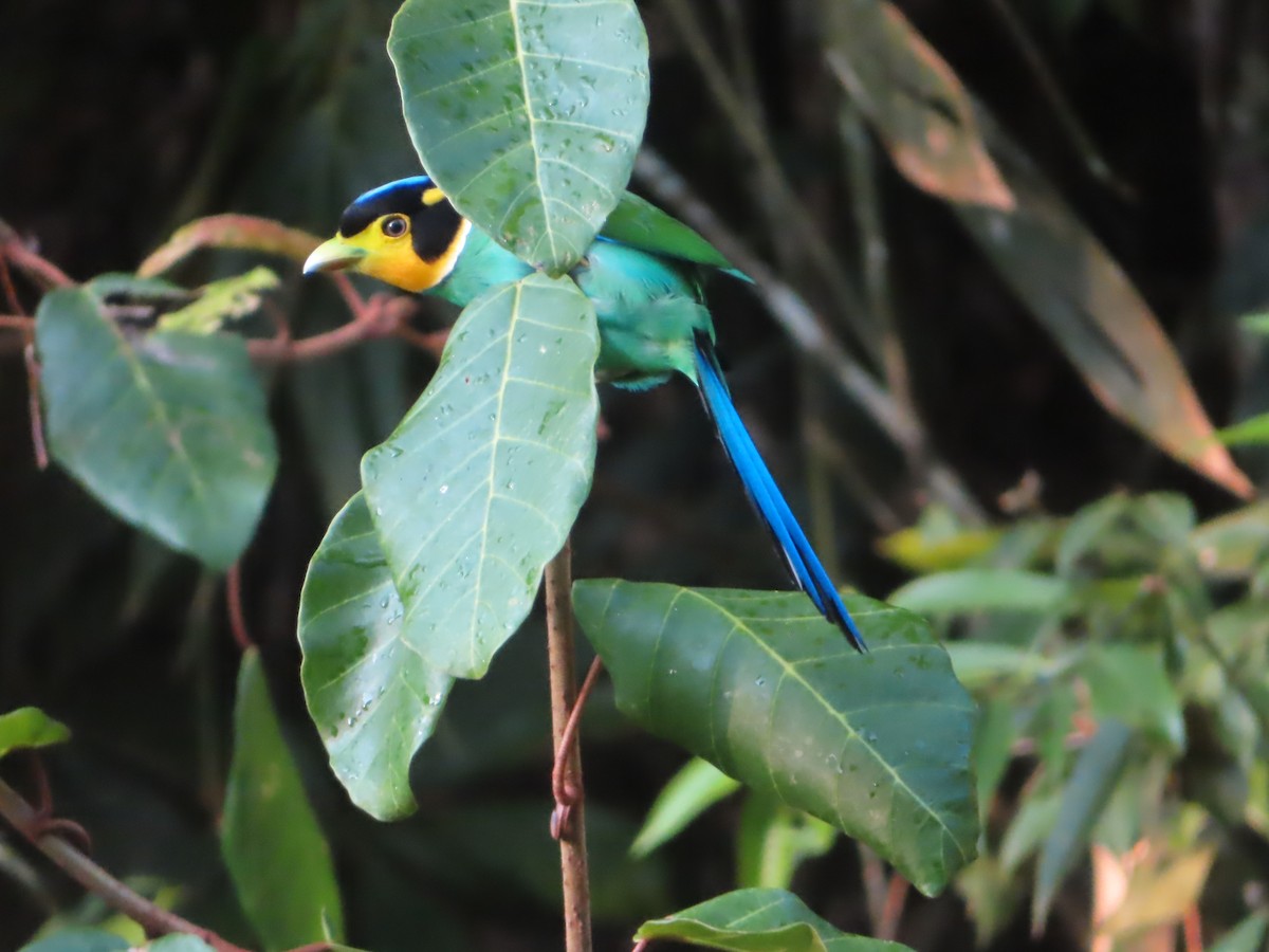 Long-tailed Broadbill - ML617565932