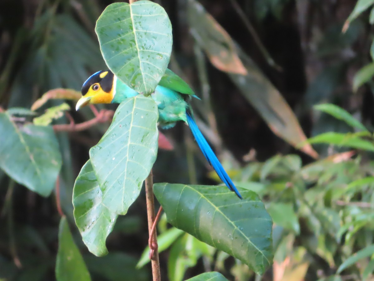 Long-tailed Broadbill - ML617565933