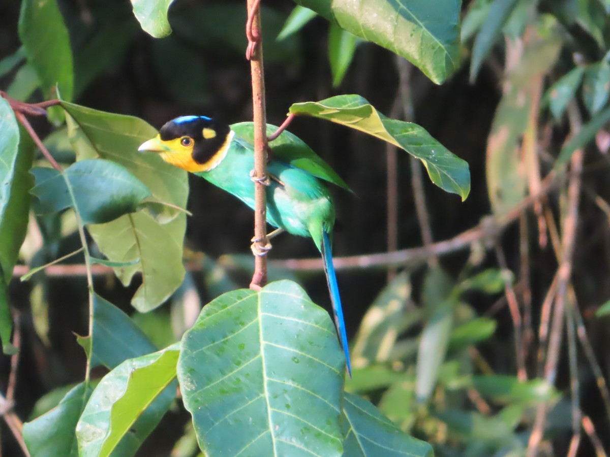 Long-tailed Broadbill - ML617565937