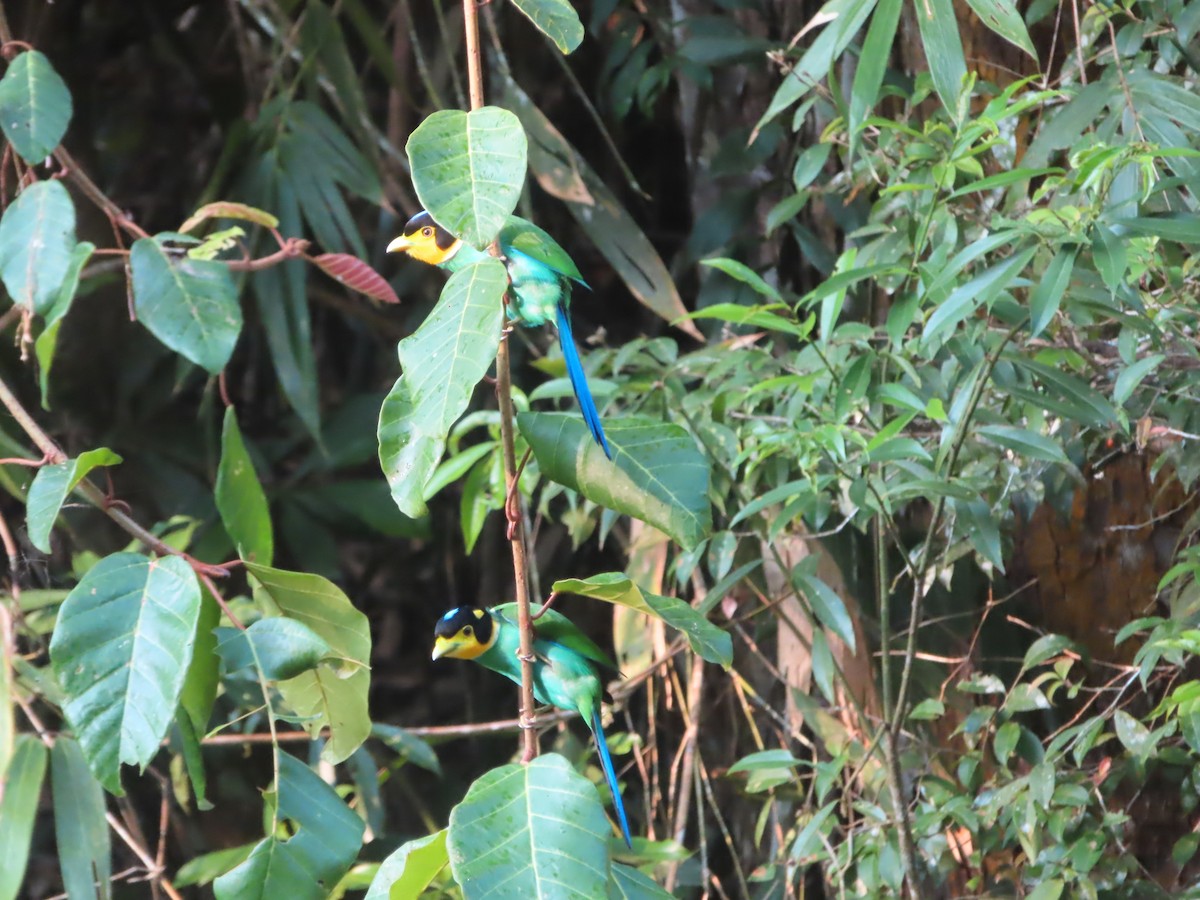 Long-tailed Broadbill - ML617565939