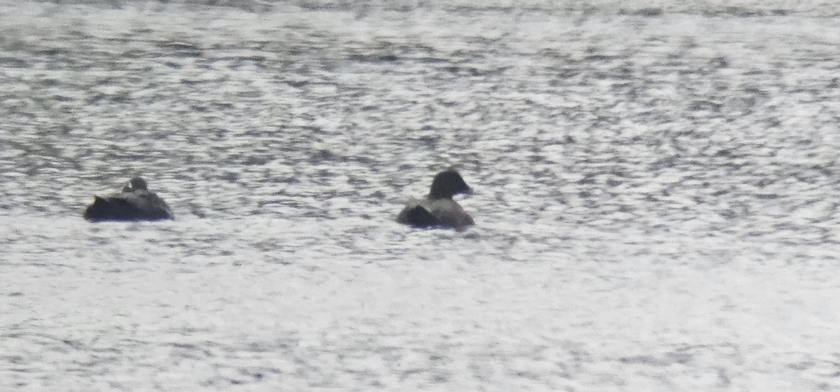 White-winged Scoter - ML617565952