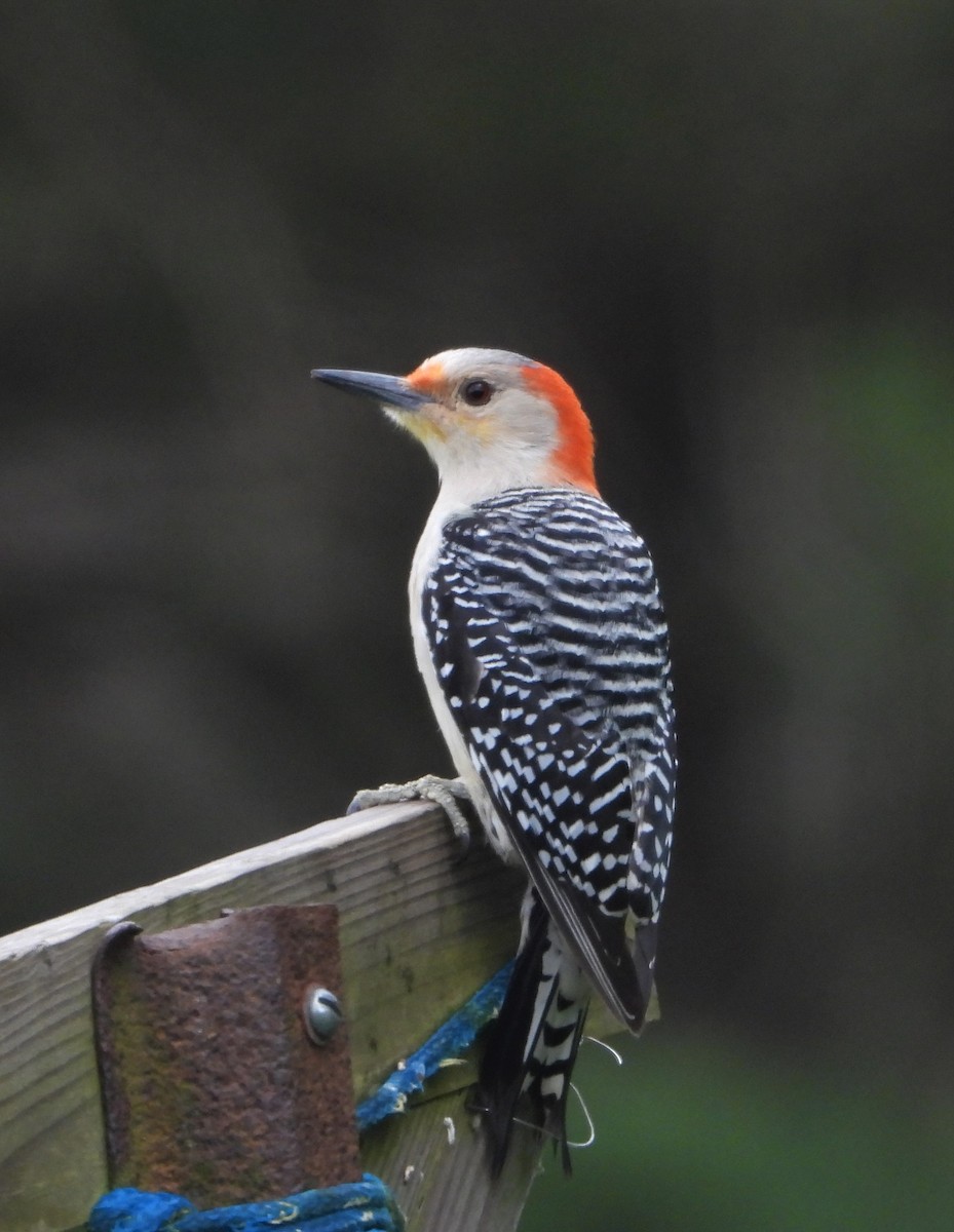 Red-bellied Woodpecker - ML617565960