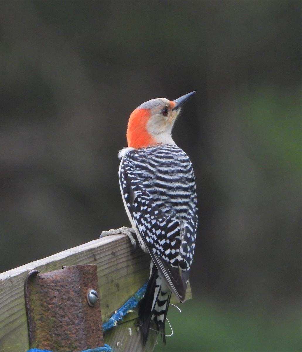 Red-bellied Woodpecker - ML617565963