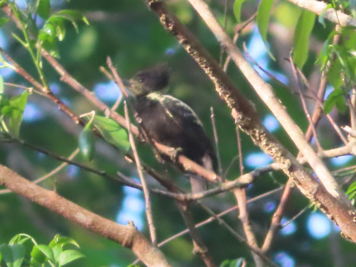 Heart-spotted Woodpecker - ML617565970