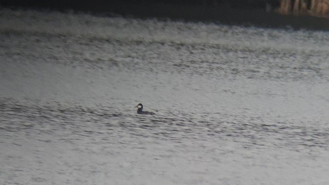 Ruddy Duck - ML617565975