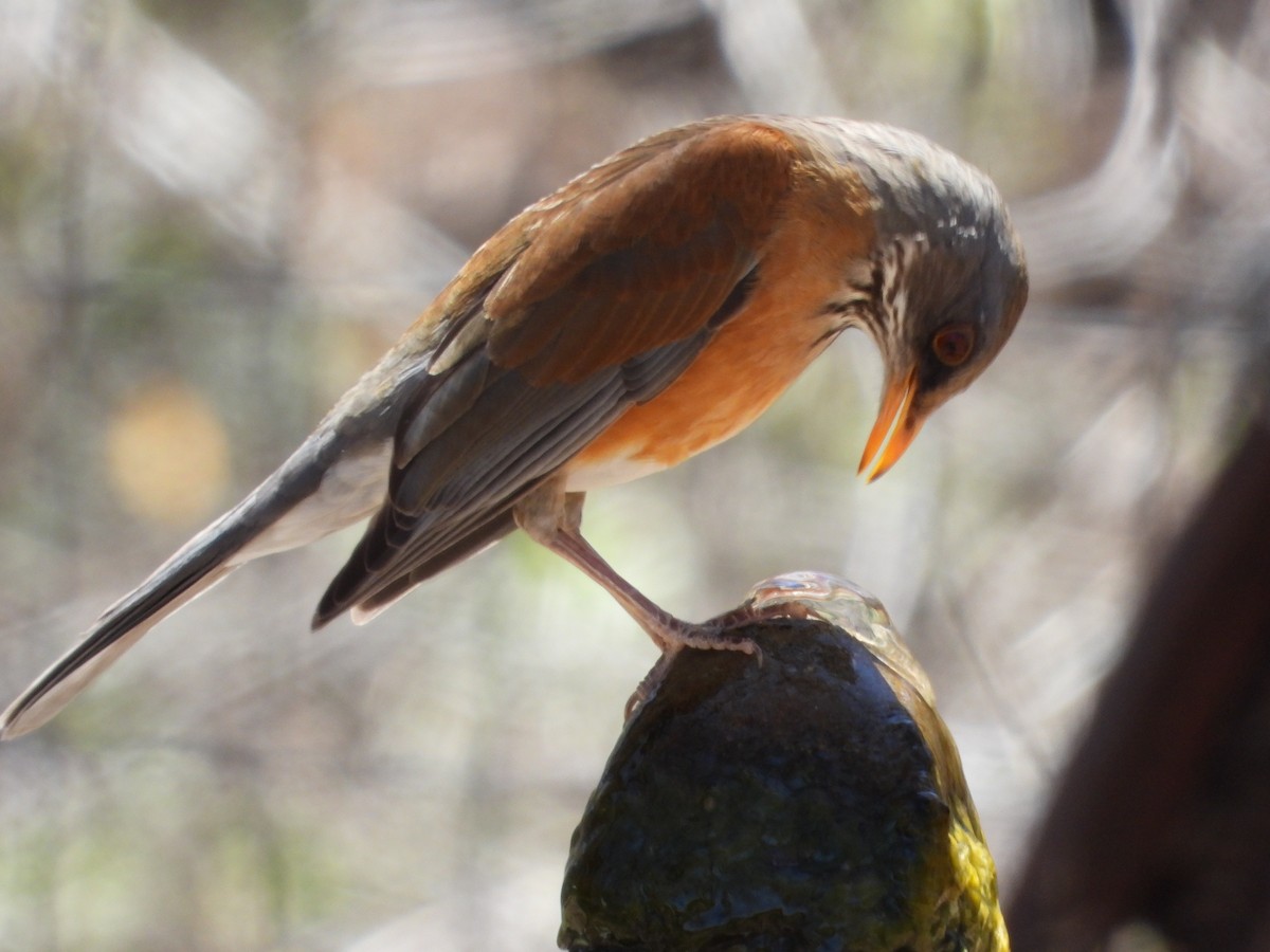 Rufous-backed Robin - ML617565979