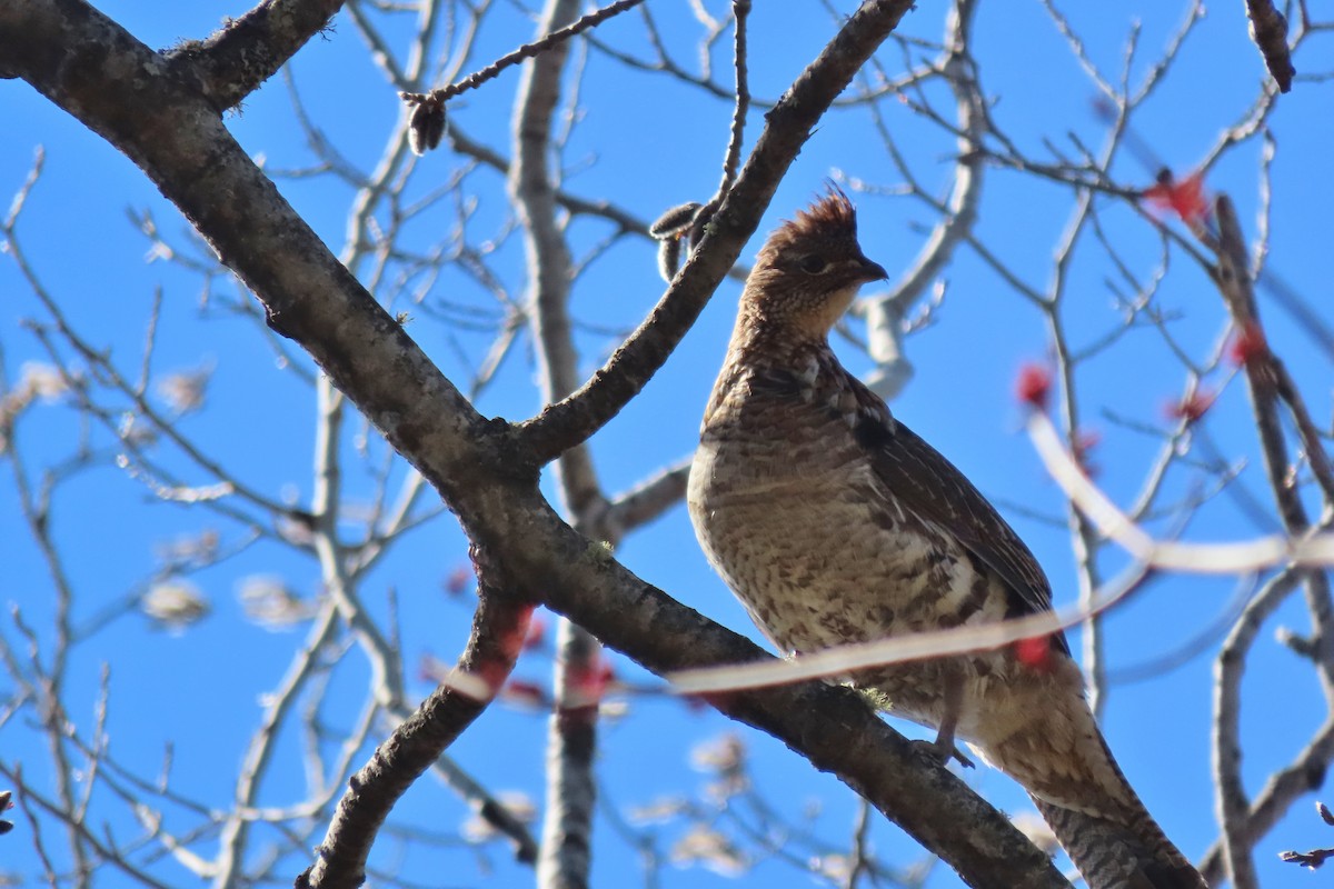 Ruffed Grouse - ML617566035