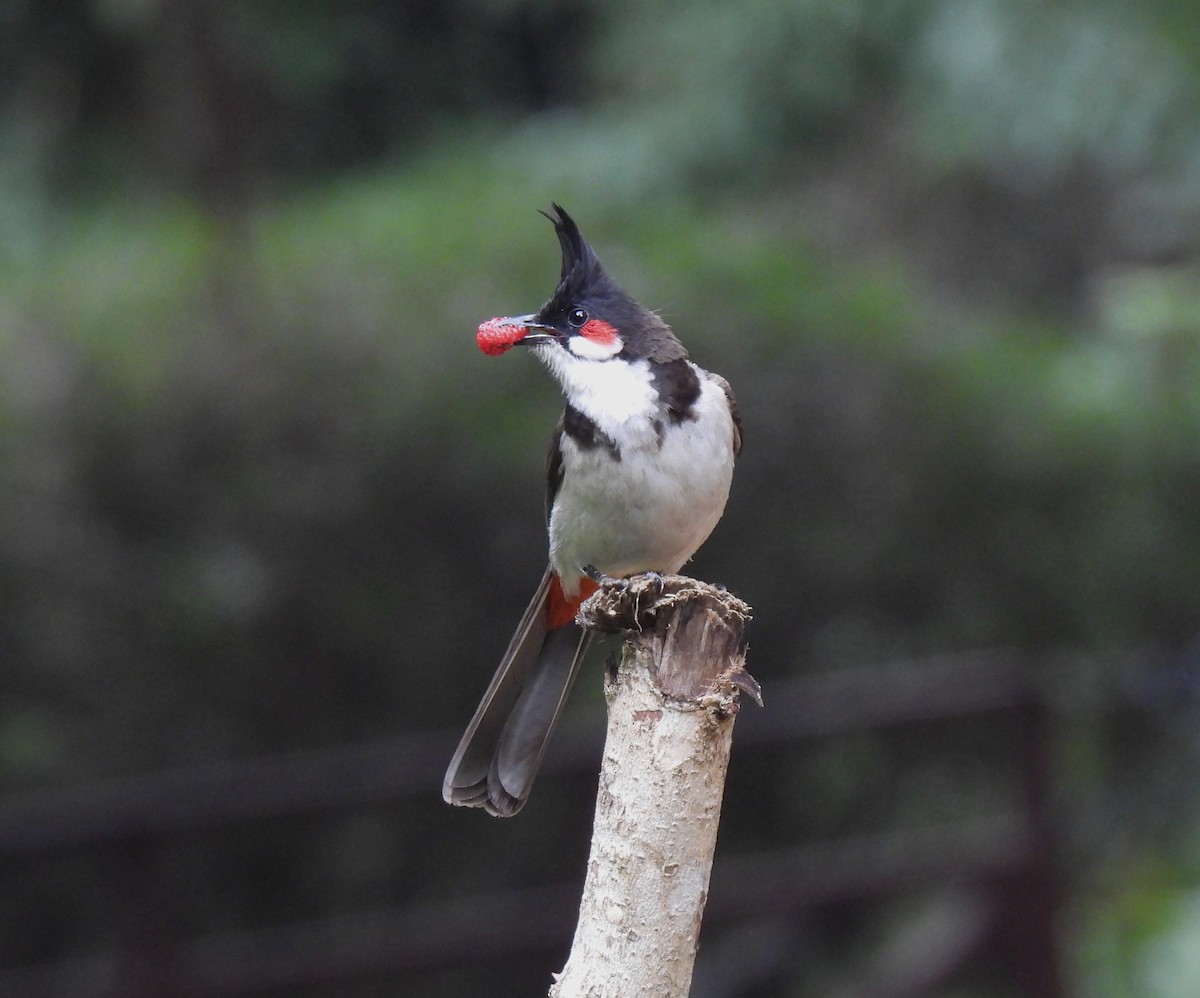 Red-whiskered Bulbul - ML617566045