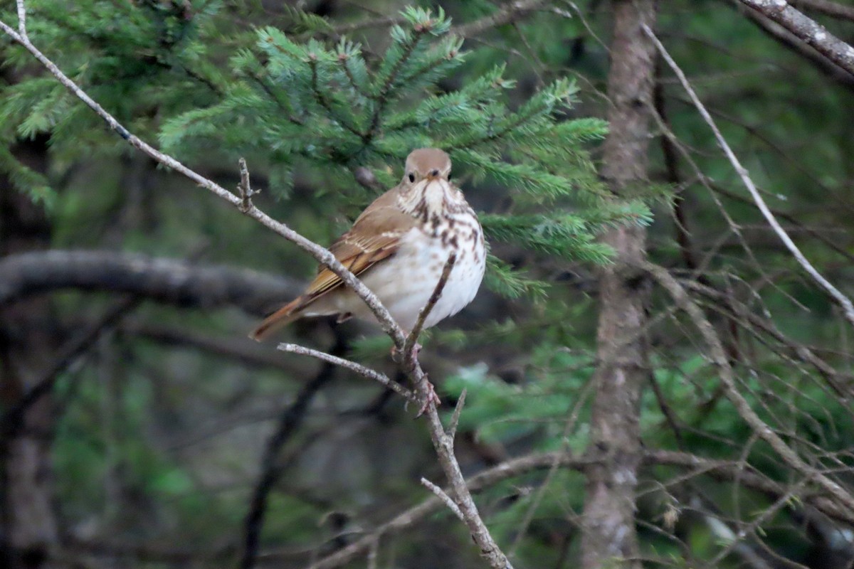 Hermit Thrush - ML617566048